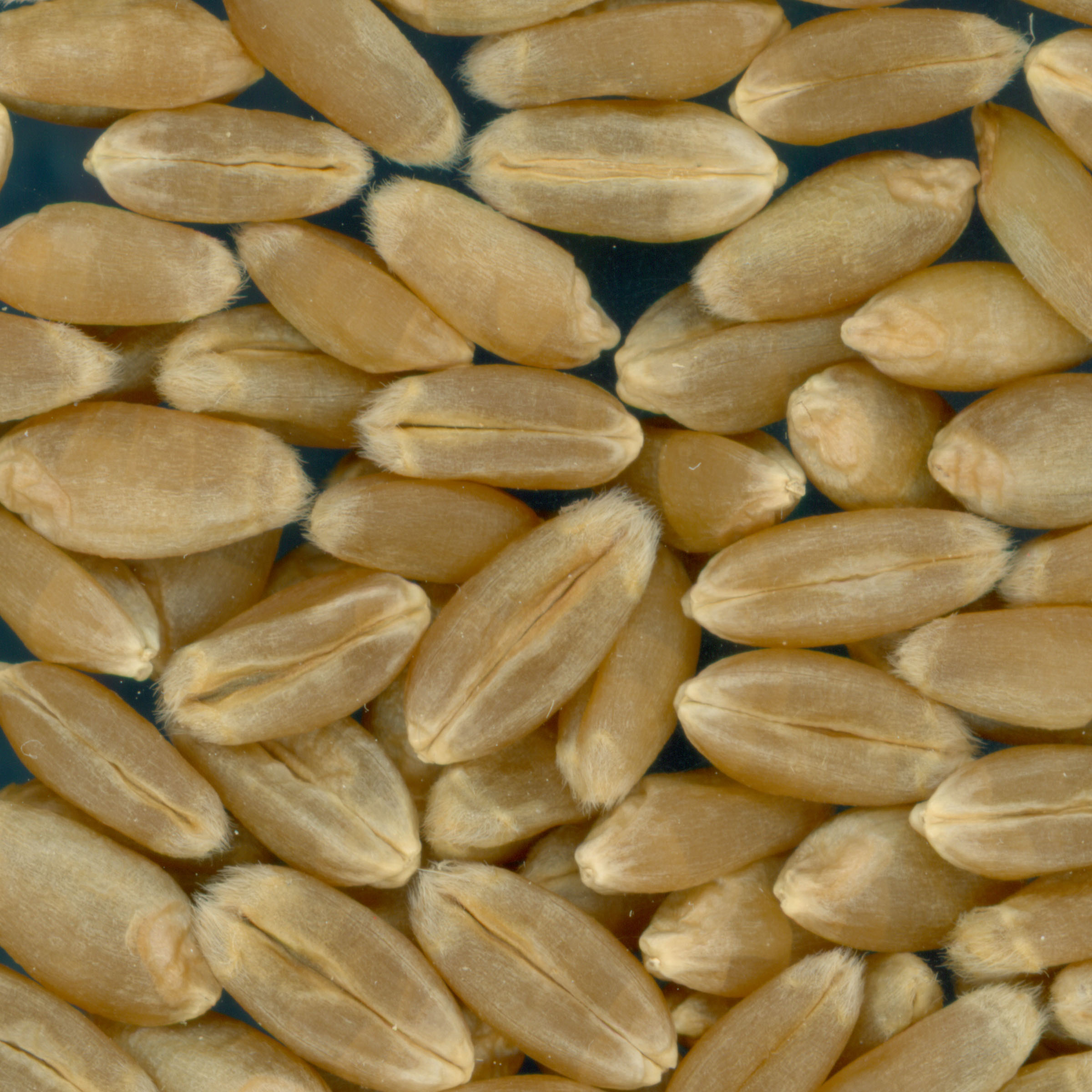 KERNELS